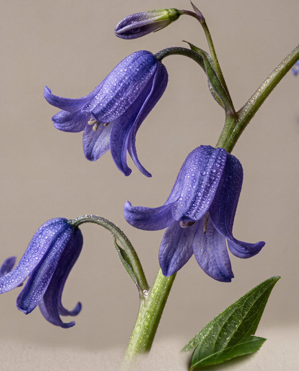 Reed diffuser UAE – Delune Dubai Bluebell Woods scent notes: arching stems of English bluebells