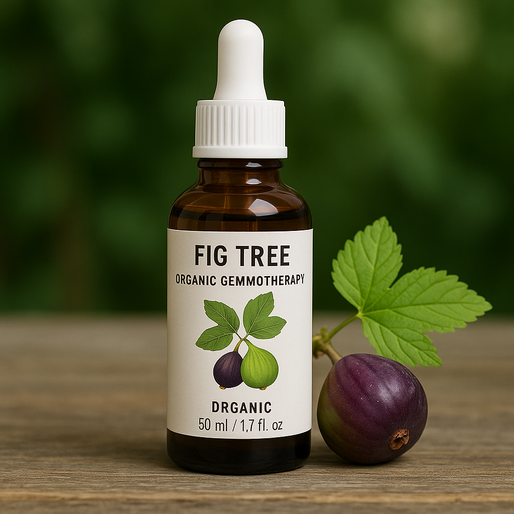 انجیر کا درخت آرگینک جیموتھراپی