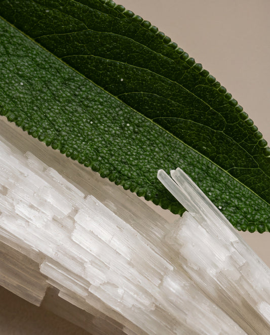 Perfume UAE – Delune Dubai Sea Salt & Sagewood scent notes: a sage leaf across sea salt crystals