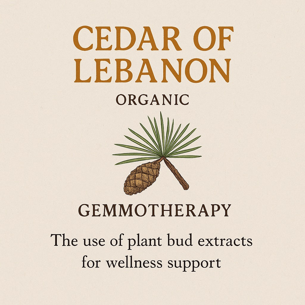 Cedar of Lebanon Organic Gemmotherapy