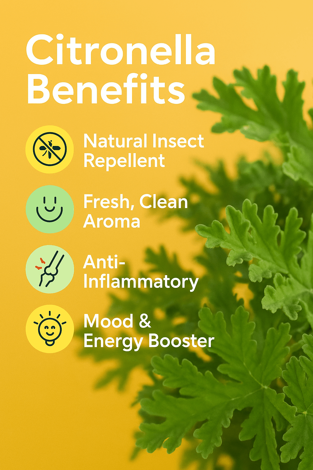 Citronella Pure Essential Oil