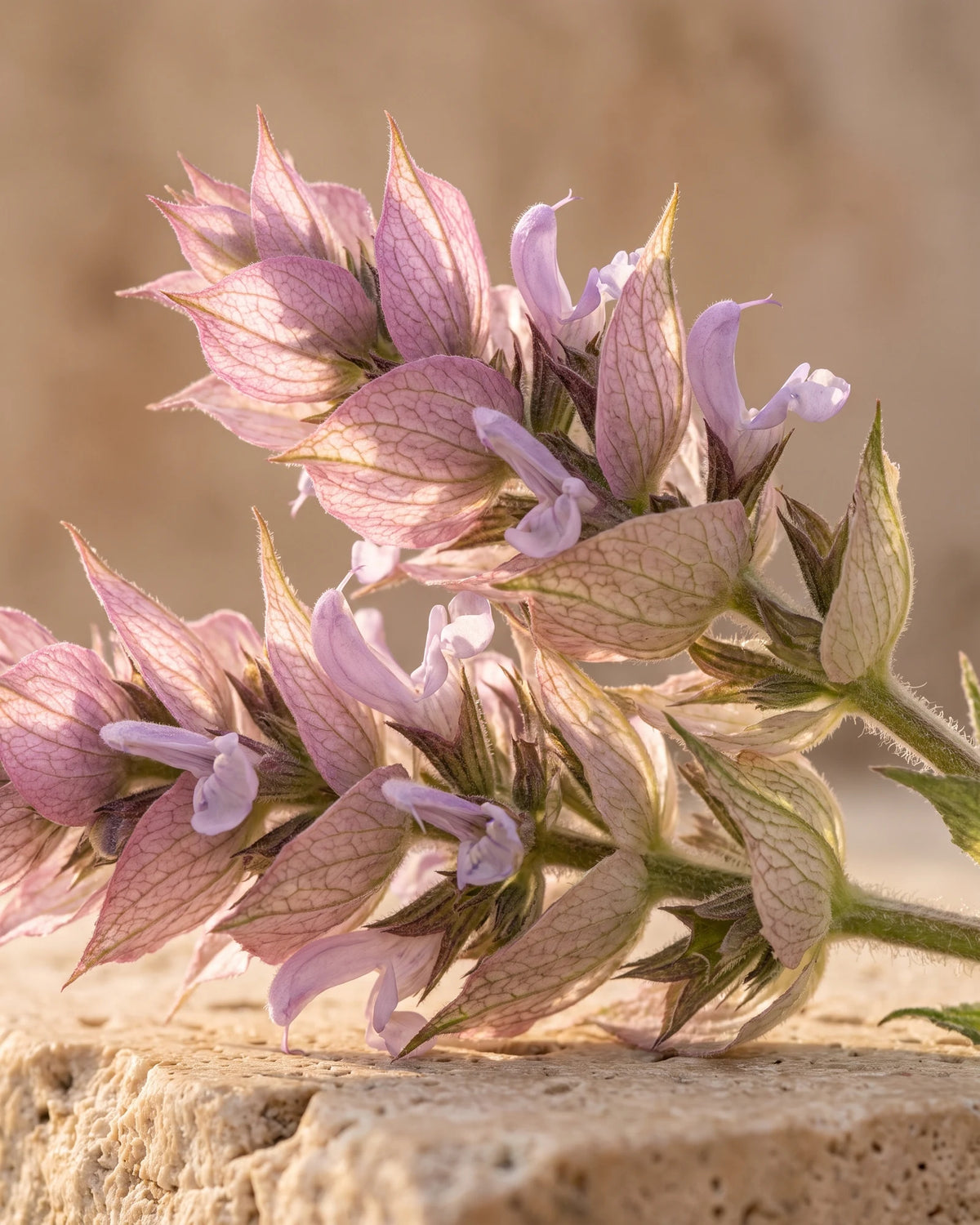 Clary sage flower spikes with pink-lilac bracts in warm backlight — the herbaceous, musky scent of Delune Clary Sage Pure Essential Oil