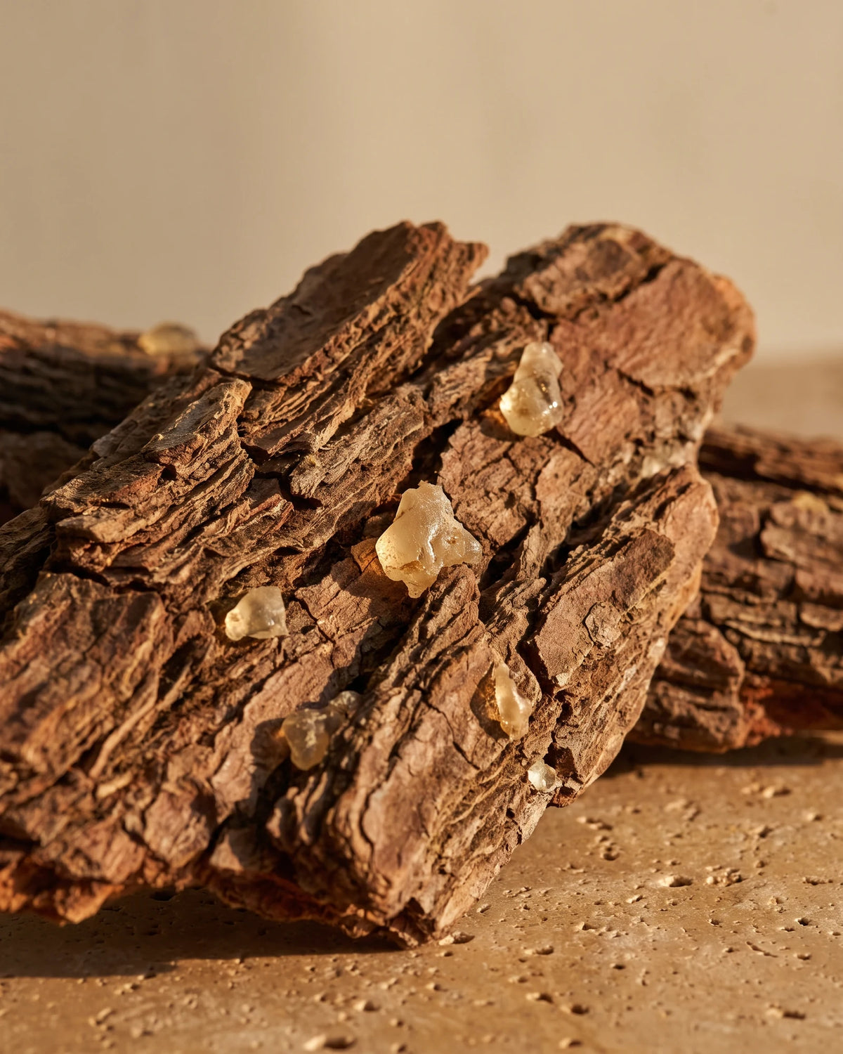 Rough copaiba bark with hardened golden resin in raking warm light — the warm, balsamic scent of Delune Copaiba Pure Essential Oil