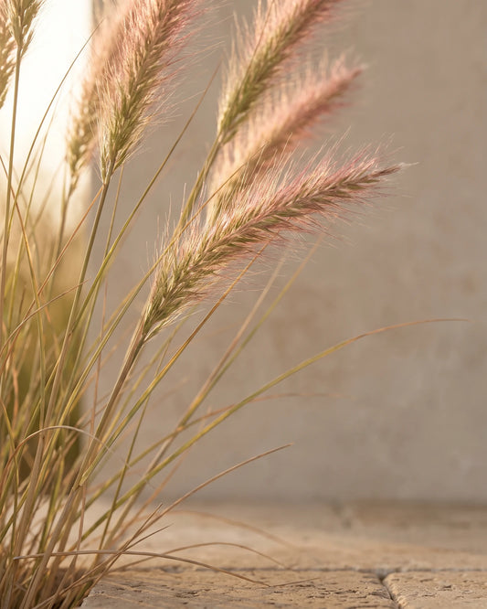 Palma Rosa essential oil UAE – Delune Dubai: feathery palmarosa grass heads backlit by warm sunlight