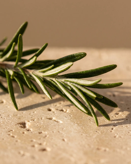 Rosemary essential oil UAE – Delune Dubai: a fresh rosemary sprig lit by low warm sunlight on bone travertine