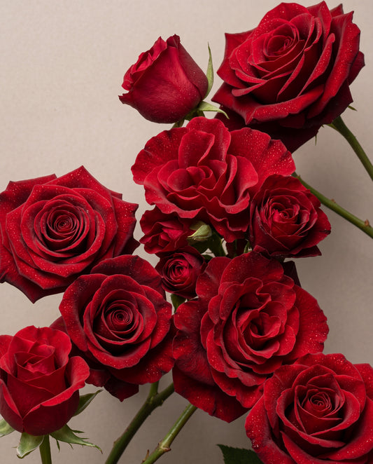 Perfume UAE – Delune Dubai Red, Red Rose scent notes: a cluster of velvet red roses