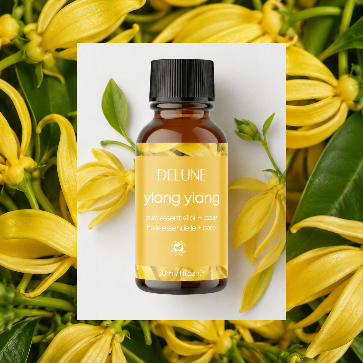 Ylang Ylang body oil UAE – Delune Dubai Ylang Ylang Essential Oil + Base 30ml on yellow ylang ylang flowers