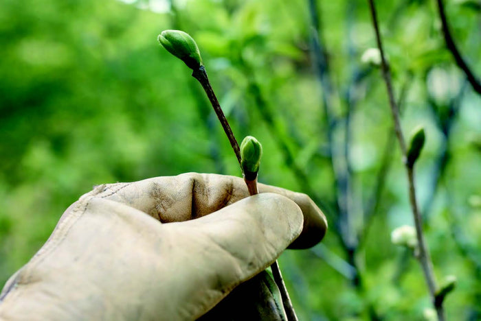 Gemmotherapy: The Power in the Bud
