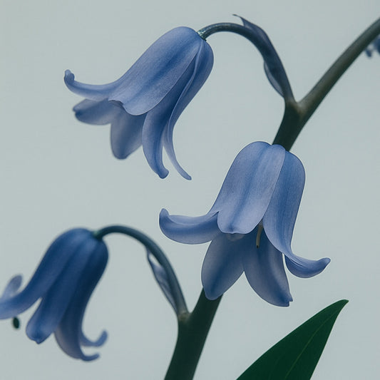 Bluebell Woods - Diffuser
