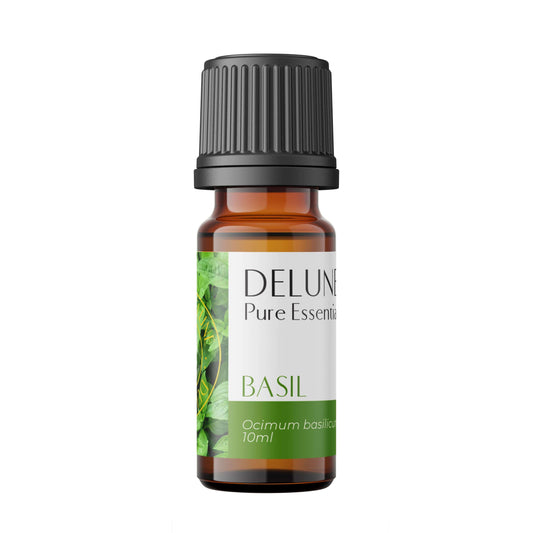 Basil Pure Essential Oil Bottle with Ocimum basilicum Label - Aromatherapy for Mental Clarity and Focus - 10ml