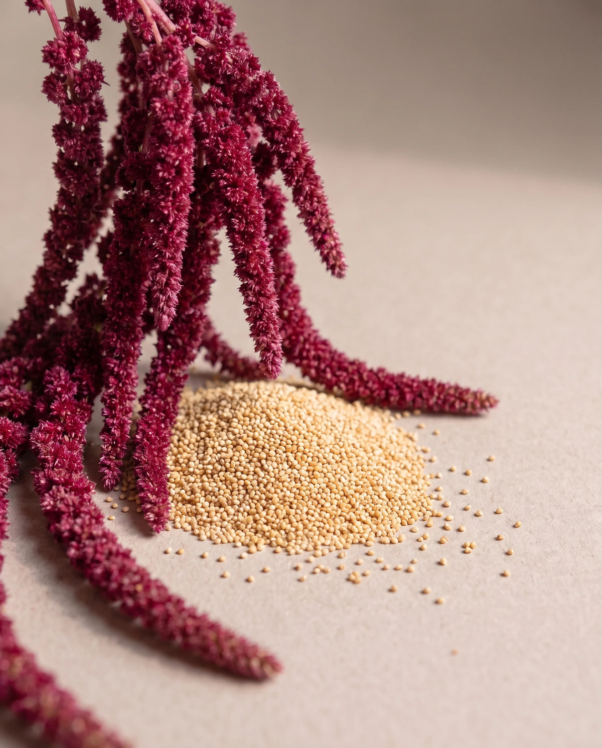 Delune Amaranth Seed Oil botanical still life of amaranth flowers and seeds