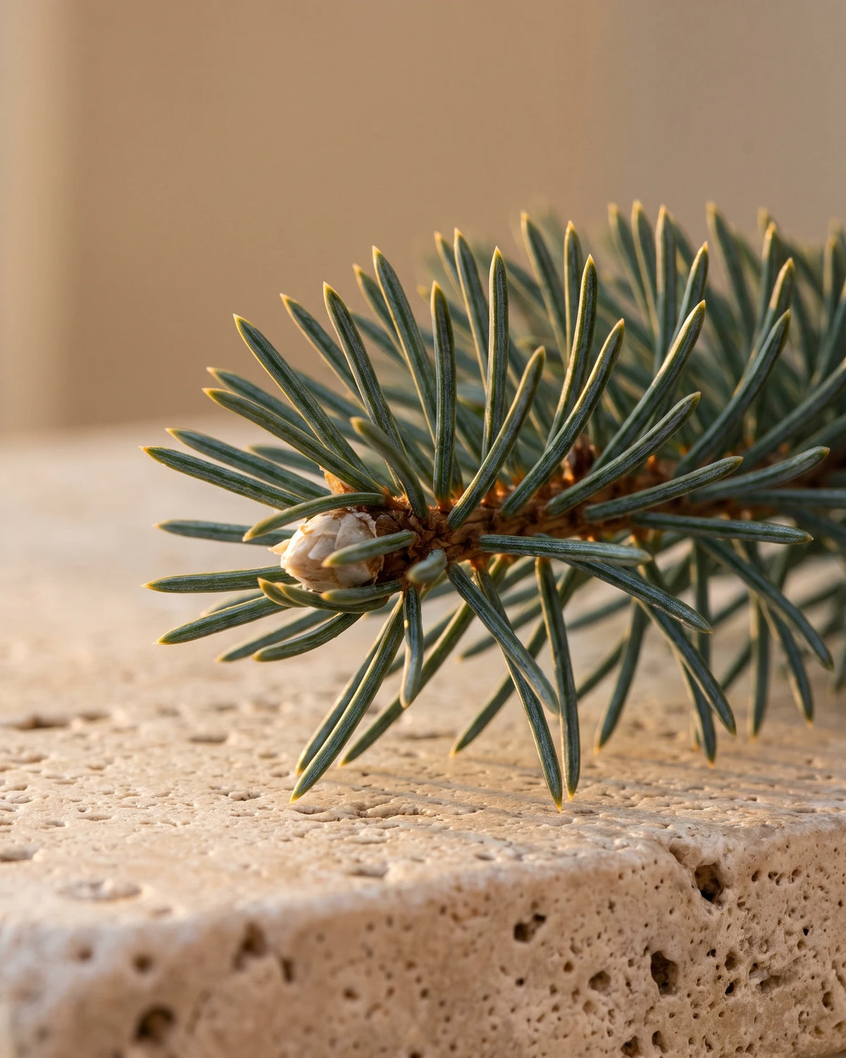Black Spruce essential oil UAE – Delune Dubai: close-up of a black spruce branch tip with blue-green needles in warm