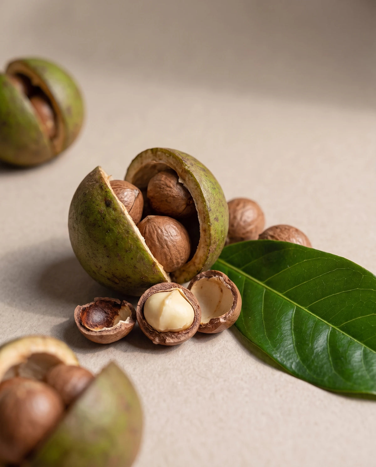 Delune Cacay Seed Oil botanical still life of cacay nuts