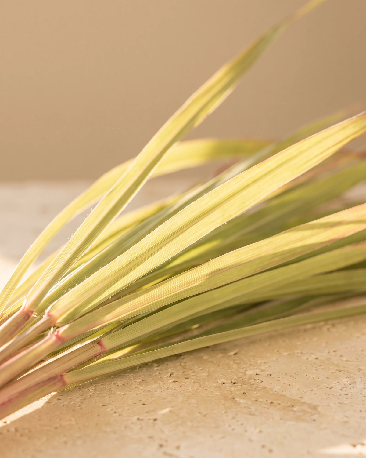 Citronella essential oil UAE – Delune Dubai: fresh citronella grass blades glowing in warm backlight on travertine