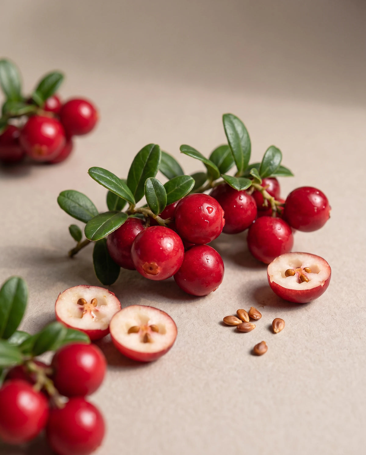 Delune Cranberry Seed Oil botanical still life of fresh cranberries