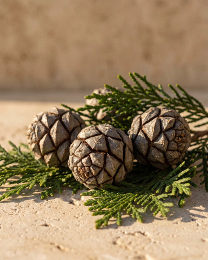 Cypress essential oil UAE – Delune Dubai: round cypress cones nestled in fresh cypress sprigs on travertine