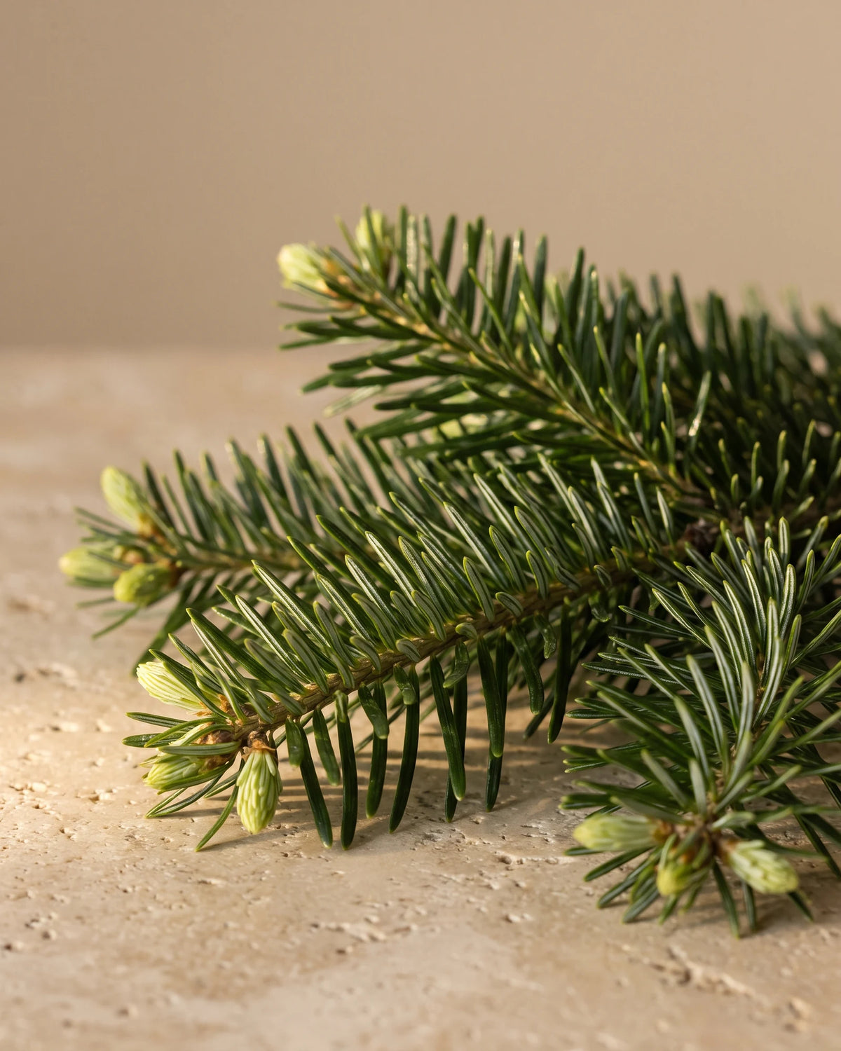 Fir Needle essential oil UAE – Delune Dubai: fresh fir branch tips with bright new growth on warm travertine