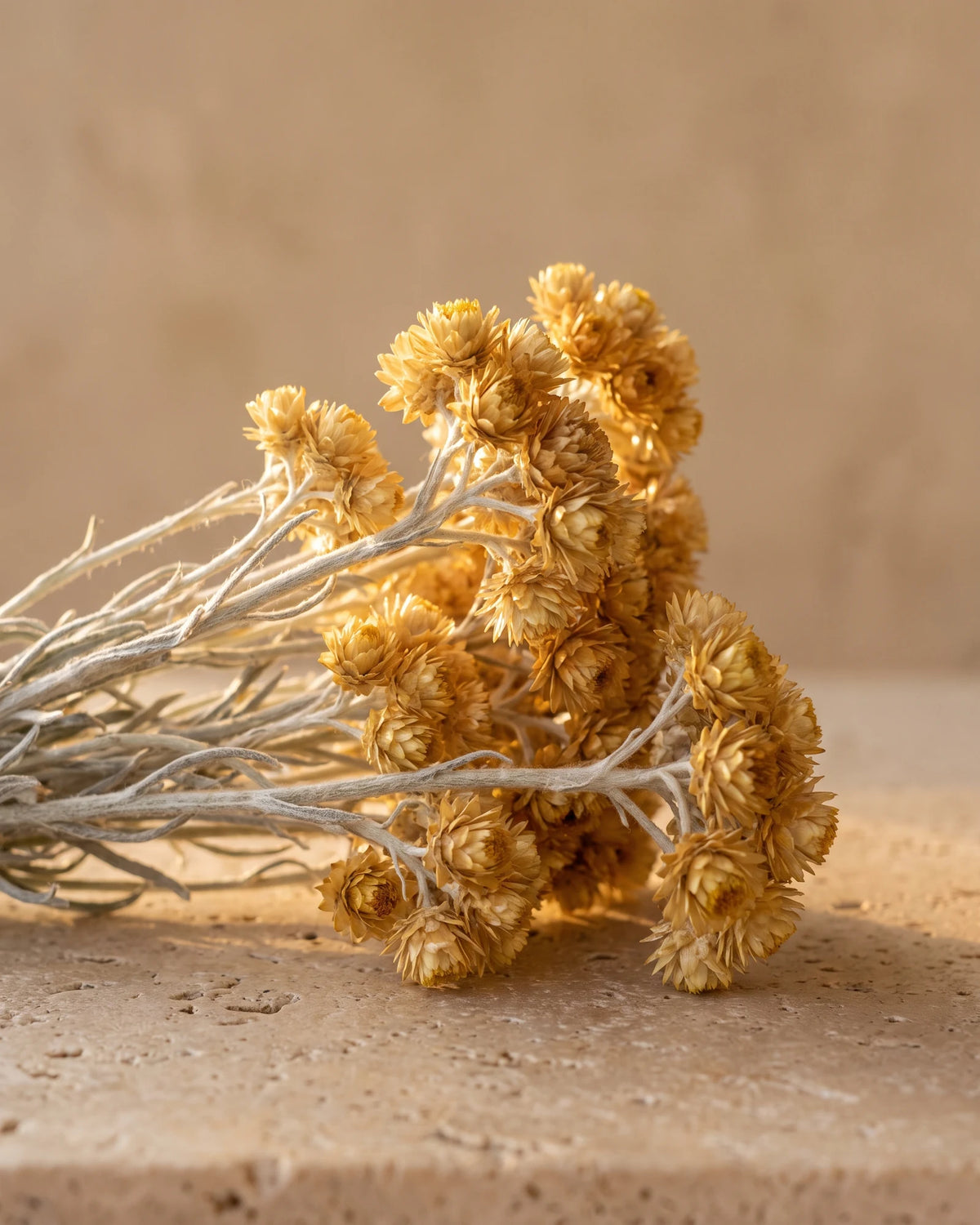 Helichrysum essential oil UAE – Delune Dubai: golden helichrysum flowers on silvery stems on warm travertine