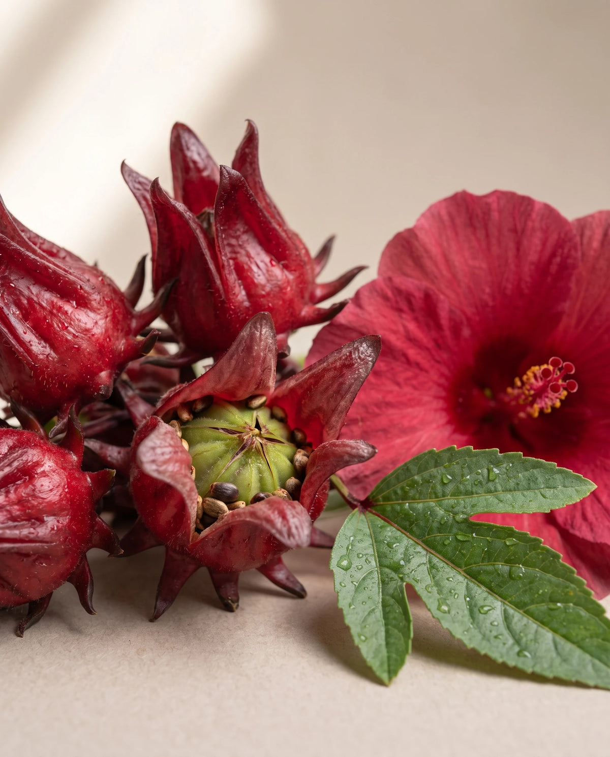 Delune Hibiscus Seed Oil botanical still life of roselle hibiscus