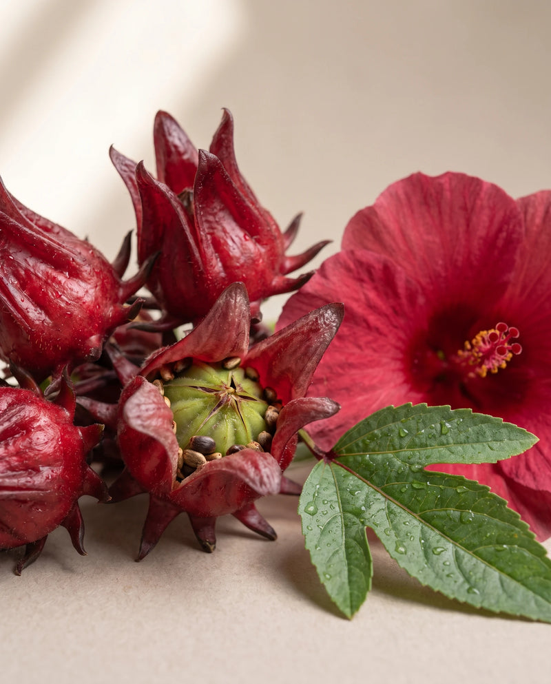 Delune Hibiscus Seed Oil botanical still life of roselle hibiscus