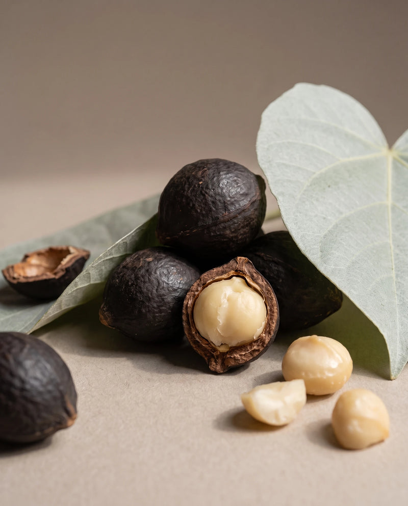 Delune Kukui Nut Oil botanical still life of kukui nuts