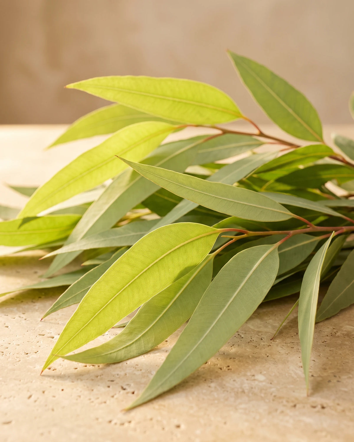 Lemon Eucalyptus essential oil UAE – Delune Dubai: long, narrow lemon-scented gum leaves glowing in warm backlight