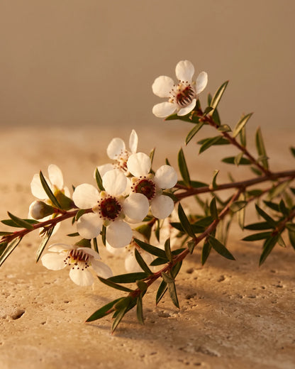 A flowering mānuka sprig with tiny white blossoms in warm backlight — the honeyed, herbal scent of Delune Mānuka Pure Essential Oil