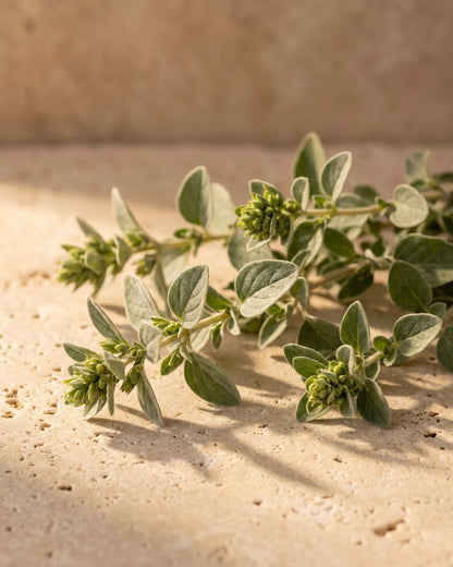 Marjoram essential oil UAE – Delune Dubai: fresh sweet marjoram sprigs with knot-like flower buds on warm travertine