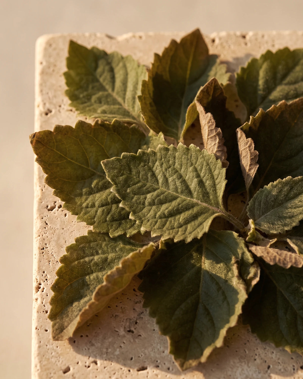 Patchouli essential oil UAE – Delune Dubai: soft, toothed patchouli leaves seen from above in warm light