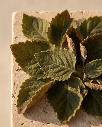 Patchouli essential oil UAE – Delune Dubai: soft, toothed patchouli leaves seen from above in warm light
