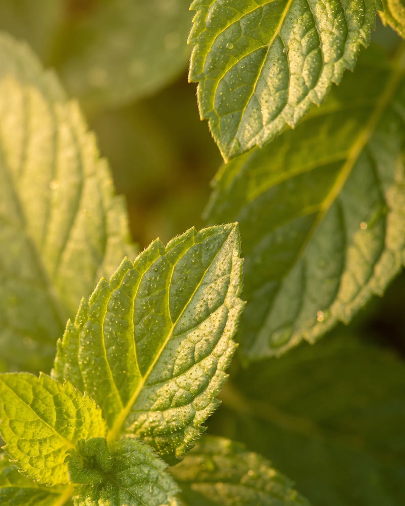 Close-up of fresh peppermint leaves with morning dew, backlit by warm sunlight — the cool, refreshing scent of Delune Peppermint Pure Essential Oil