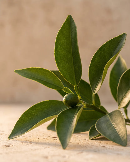 A glossy bitter orange twig with a tiny green fruit in warm backlight — the green, woody citrus scent of Delune Petitgrain Pure Essential Oil
