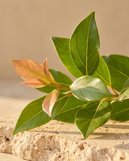 Ravintsara essential oil UAE – Delune Dubai: fresh ravintsara leaves with coppery new growth in warm backlight