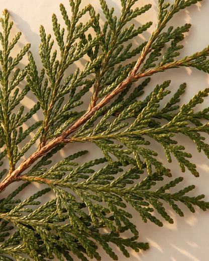 Red Cedar essential oil UAE – Delune Dubai: fresh red cedar fronds with lacy scale leaves seen from above