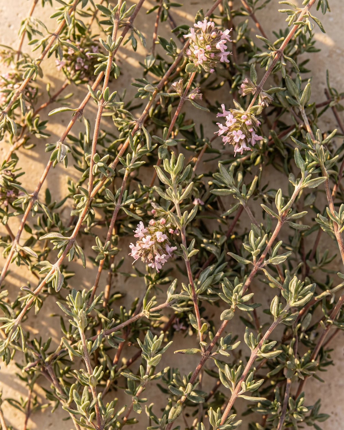 Fresh thyme sprigs with tiny pink flowers seen from above in warm light — the warm, spicy herbal scent of Delune Red Thyme Pure Essential Oil