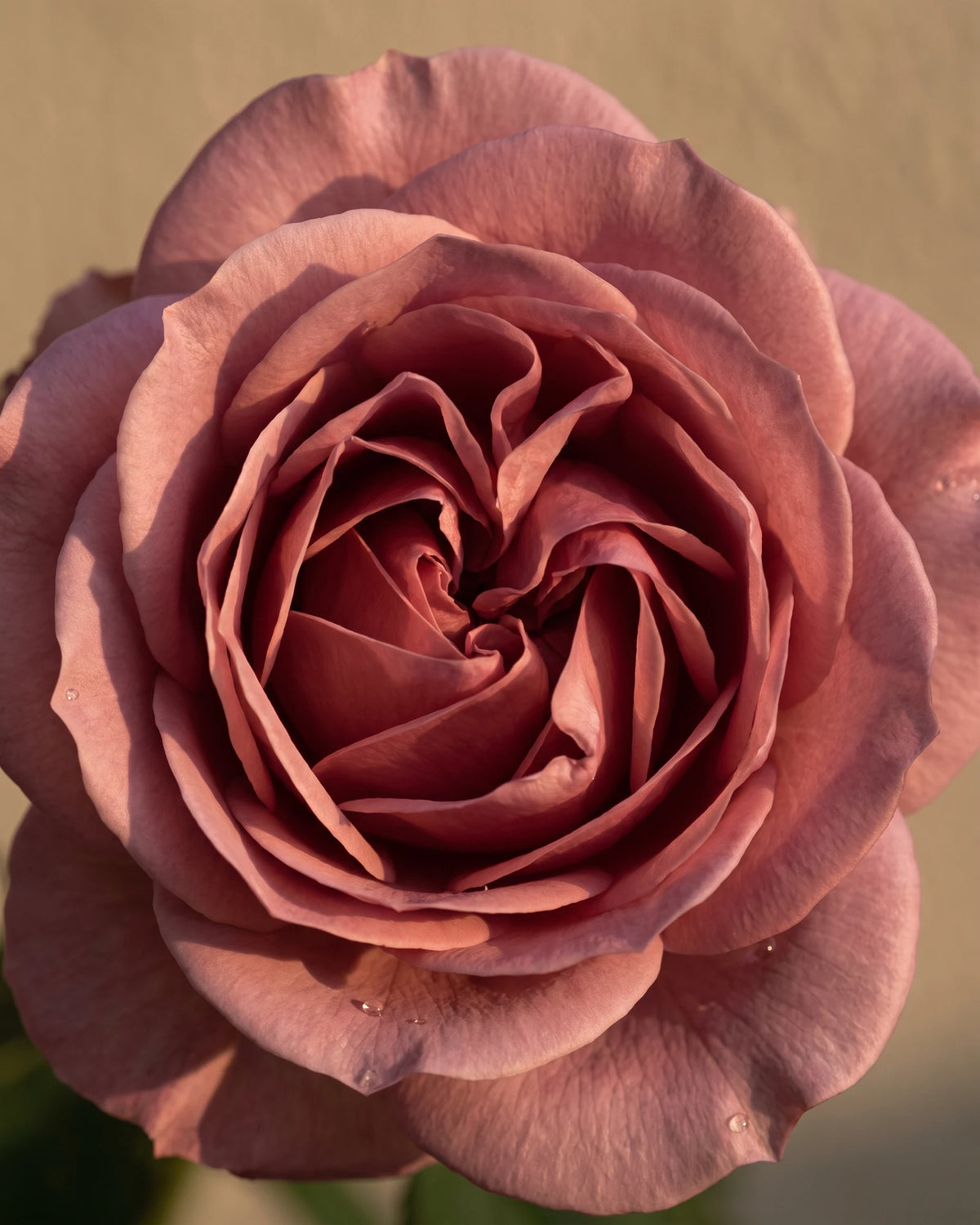 Rose essential oil UAE – Delune Dubai: looking into a fully open dusty-pink Damask rose in warm light