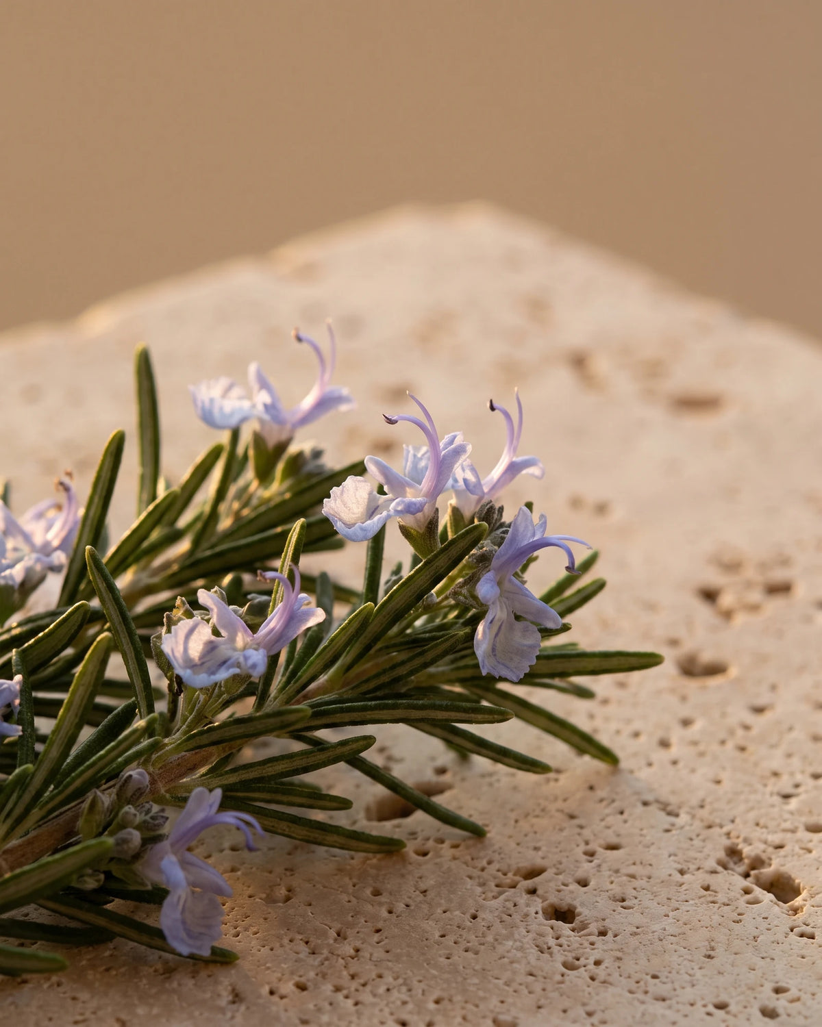 Rosemary Verbenone essential oil UAE – Delune Dubai: rosemary sprigs in bloom with pale blue-violet flowers in warm light