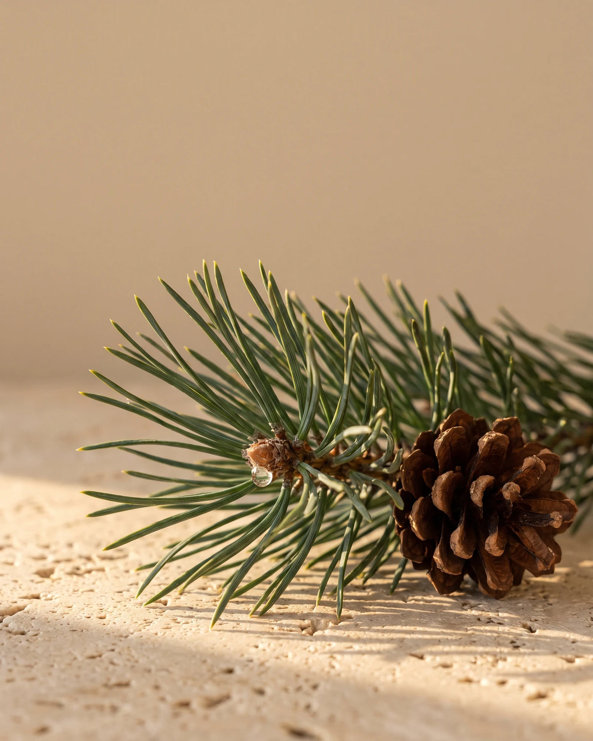 A fresh Scots pine branch tip and pine cone in low grazing light — the fresh, resinous forest scent of Delune Scots Pine Pure Essential Oil