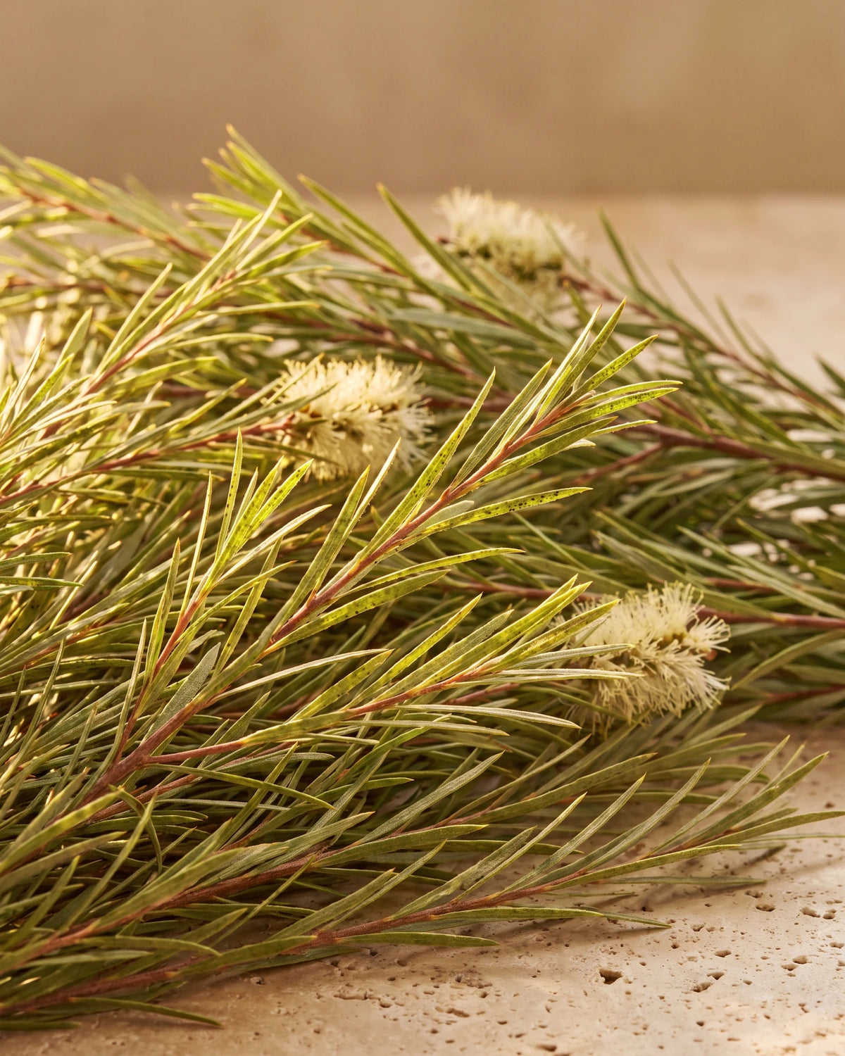 Tea Tree essential oil UAE – Delune Dubai: fresh tea tree (Melaleuca) branches with fine needle leaves and cream bottlebrush