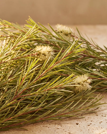 Tea Tree essential oil UAE – Delune Dubai: fresh tea tree (Melaleuca) branches with fine needle leaves and cream bottlebrush