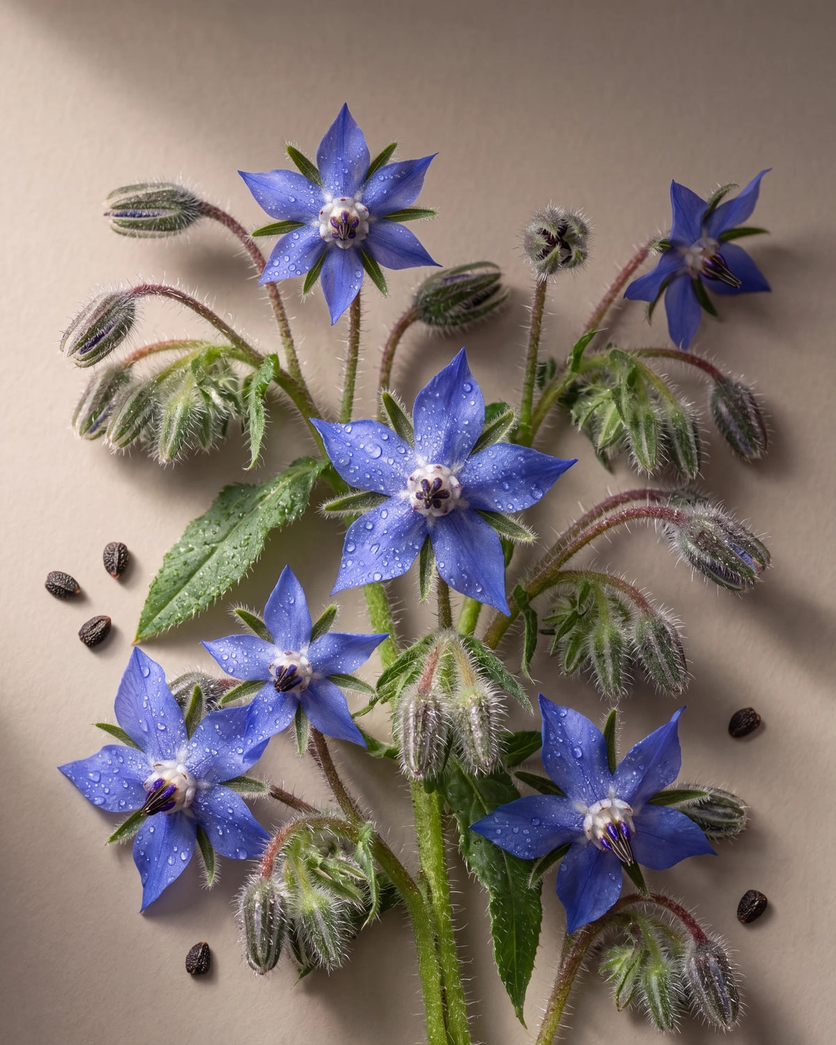 Borage Seed Oil UAE – Delune Dubai Virgin Borage Seed Oil botanical still life