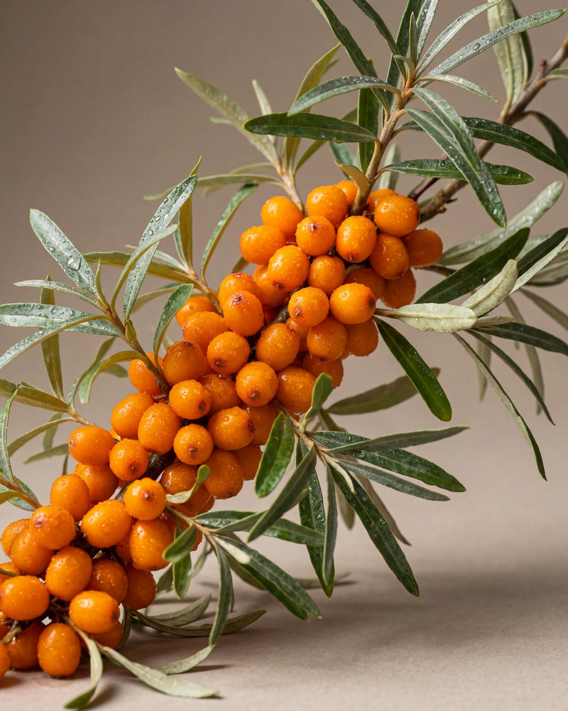 Seabuckthorn Fruit Oil UAE – Delune Dubai Virgin Seabuckthorn Fruit Oil botanical still life