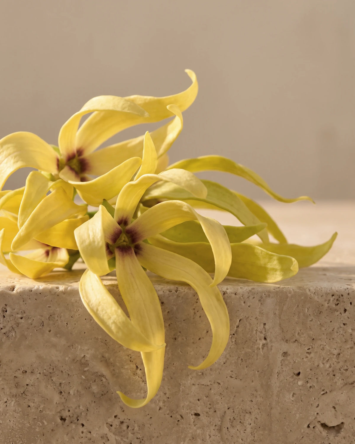 Ylang Ylang essential oil UAE – Delune Dubai: fresh ylang-ylang flowers with long twisting yellow petals on warm travertine