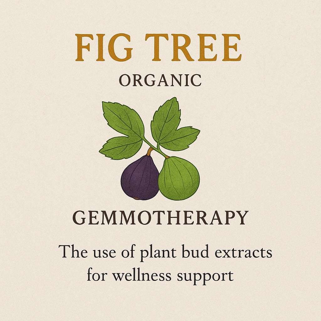 Fig Tree Organic Gemmotherapy