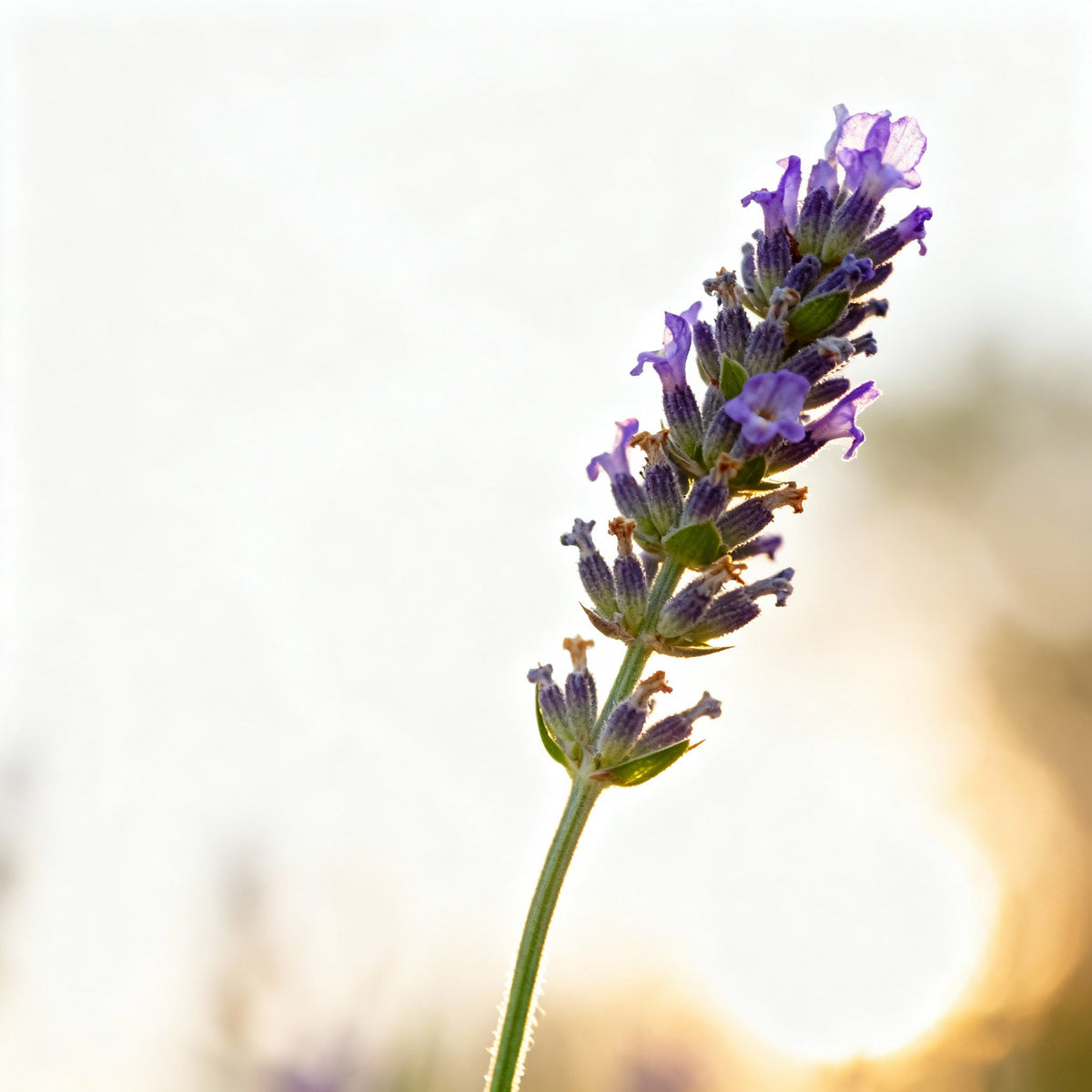 Jojoba + Lavender (Clogged Pores) Active Serum Booster