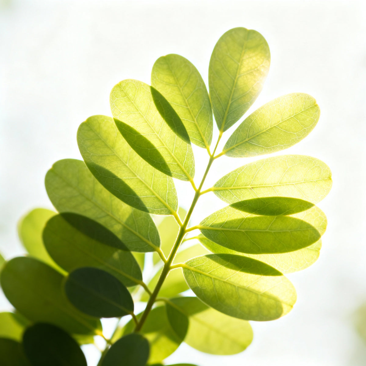 Moringa + Petitgrain (Very Dry Skin) Active Serum Booster